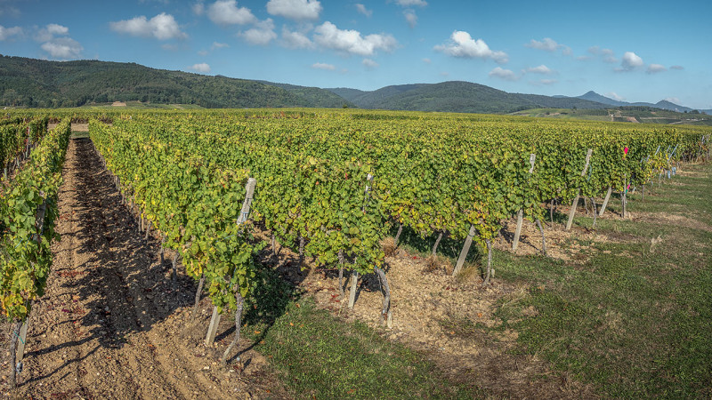 Scheidecker Alsace Riesling 2022