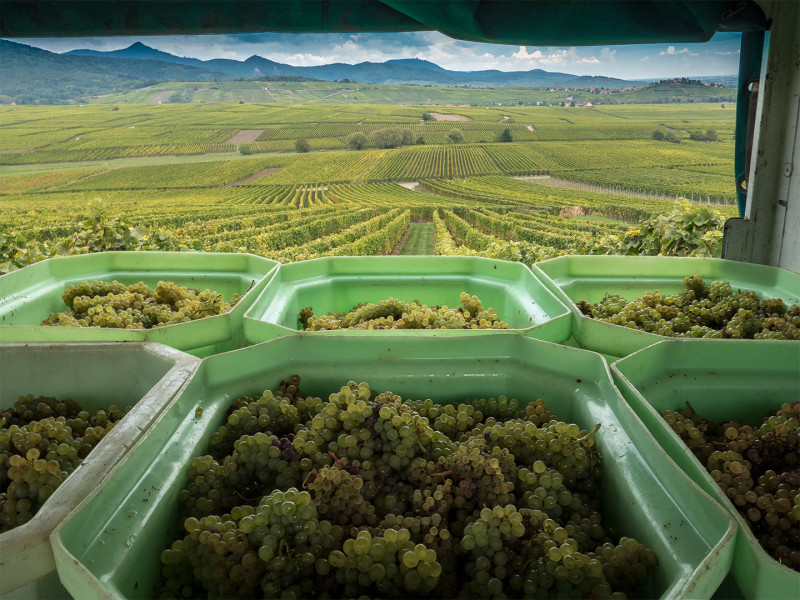 Scheidecker Alsace Riesling 2022