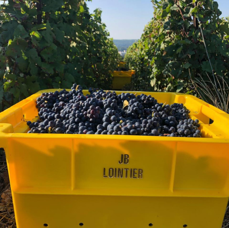 Champagne Lointier Mellifera Extra Brut