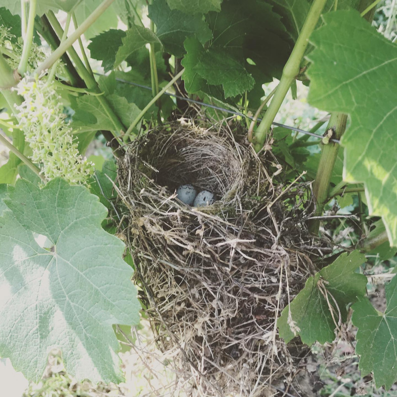 Macon Chardonnay Aime Blouzard 2023