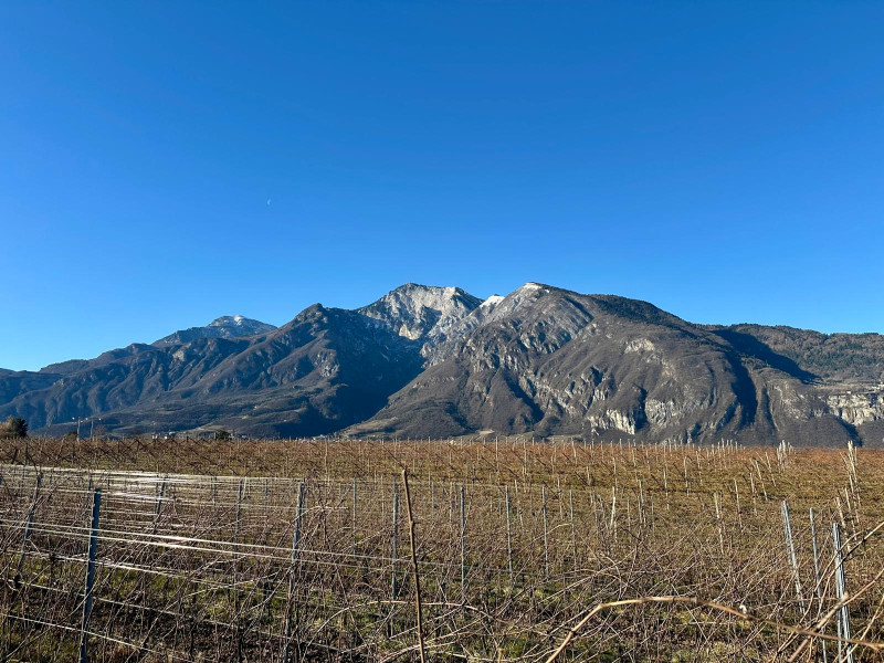 Pinot Nero Tonera 2023