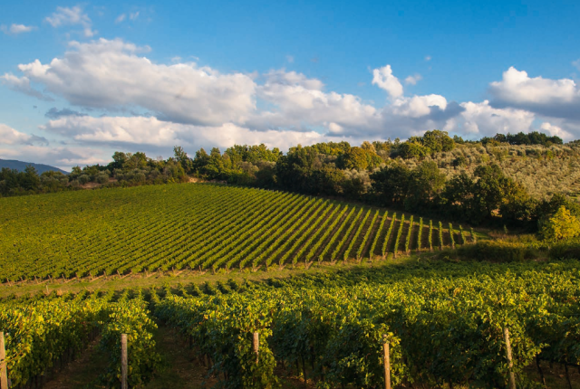 Antinori, una storia di famiglia dal 1385