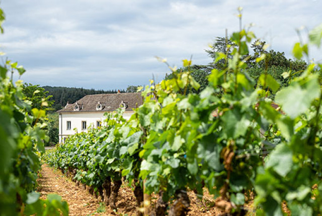Il fascino della Borgogna, dalle mani di grandi Vignerons