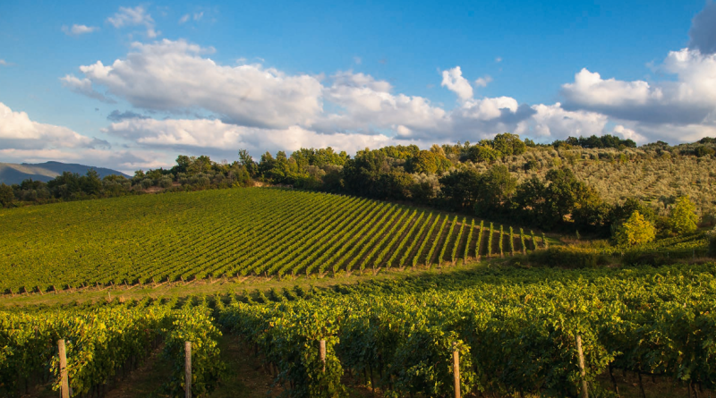 Antinori Chianti Classico Peppoli 2024