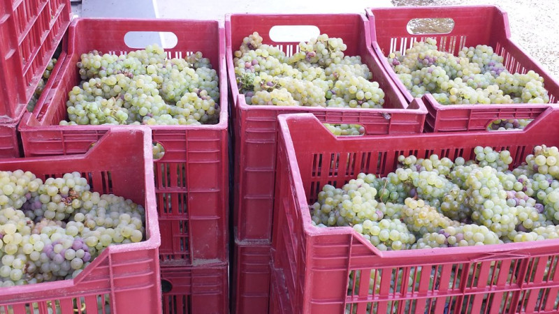 Touraine Sauvignon Blanc 2025