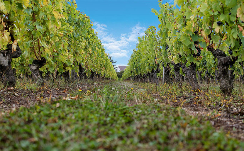 Touraine Sauvignon Blanc 2025