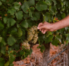 Spier Chenin Blanc Seaward 2024