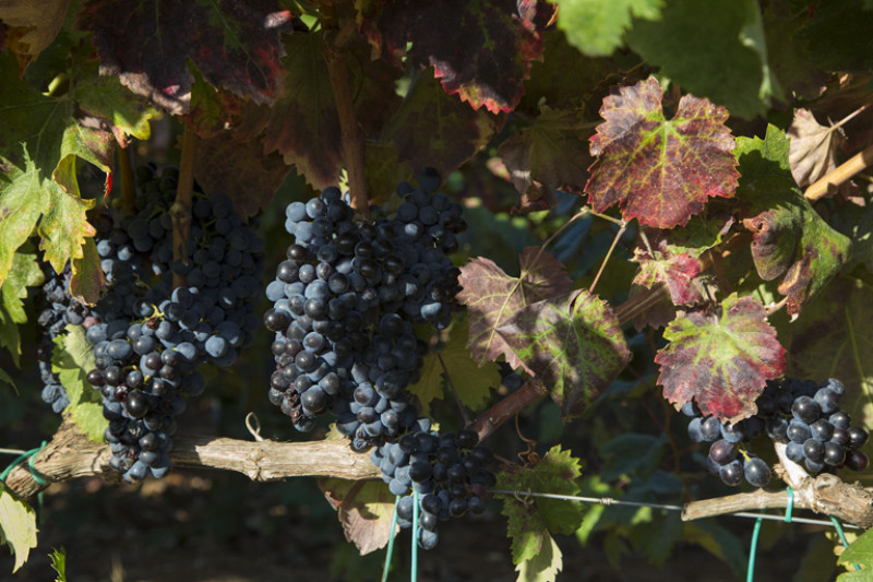 Salento Primitivo "Primiter" 2023
